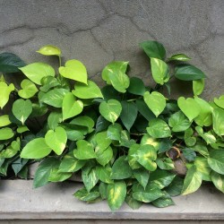 Buy Money Plant Online | Indoor Air Purifying Plant | WCRT